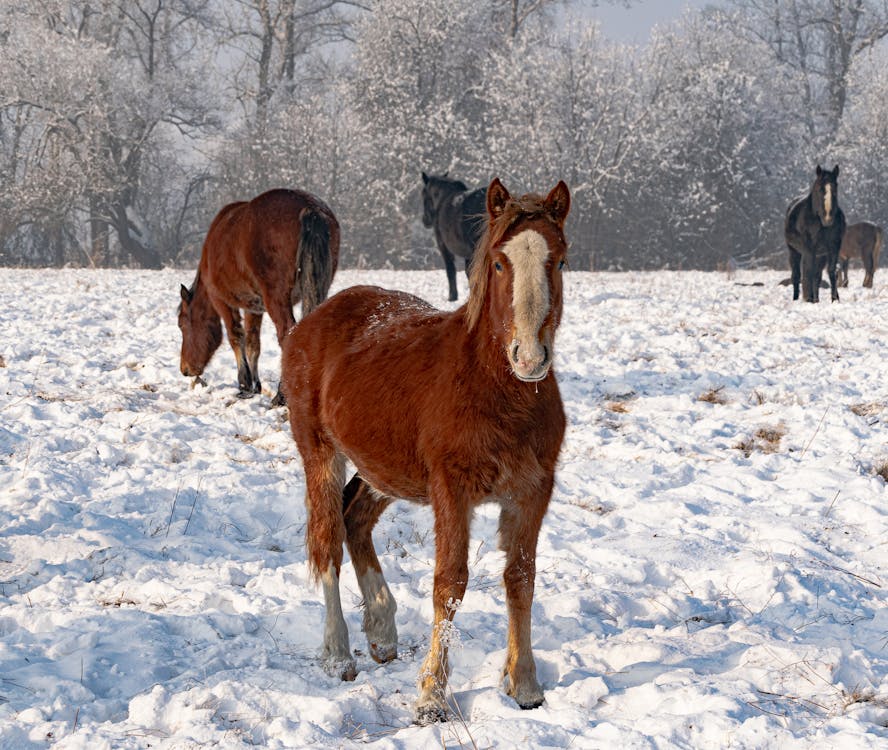 New Year, New Routines: Optimize Your Horse Care for 2025