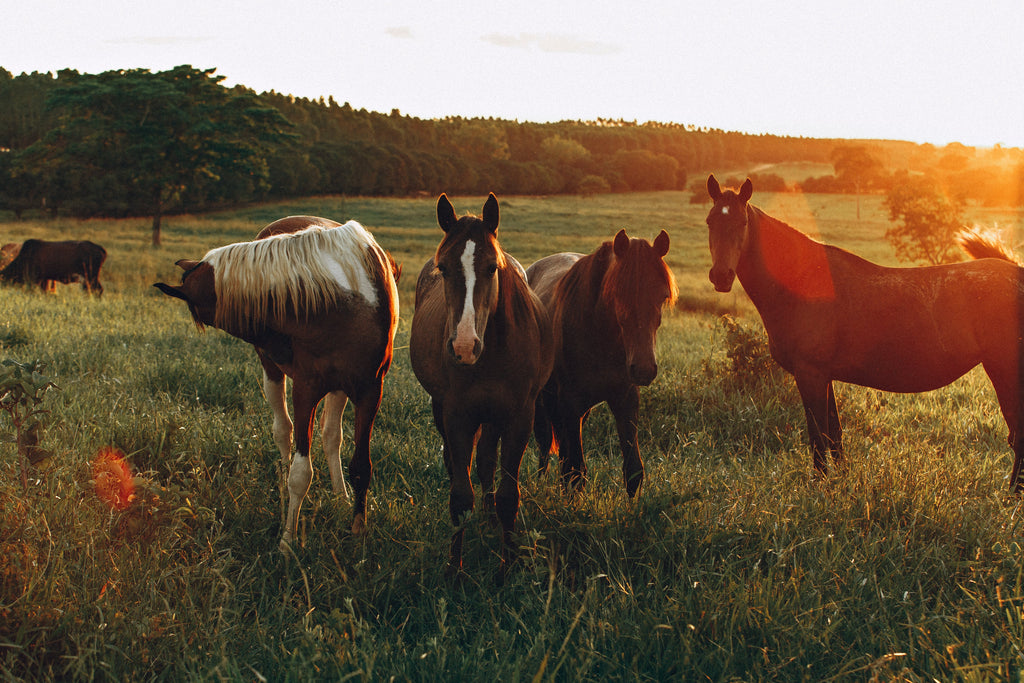 Discover Popular Horse Breeds: Characteristics, Traits, and Uses for Equestrians