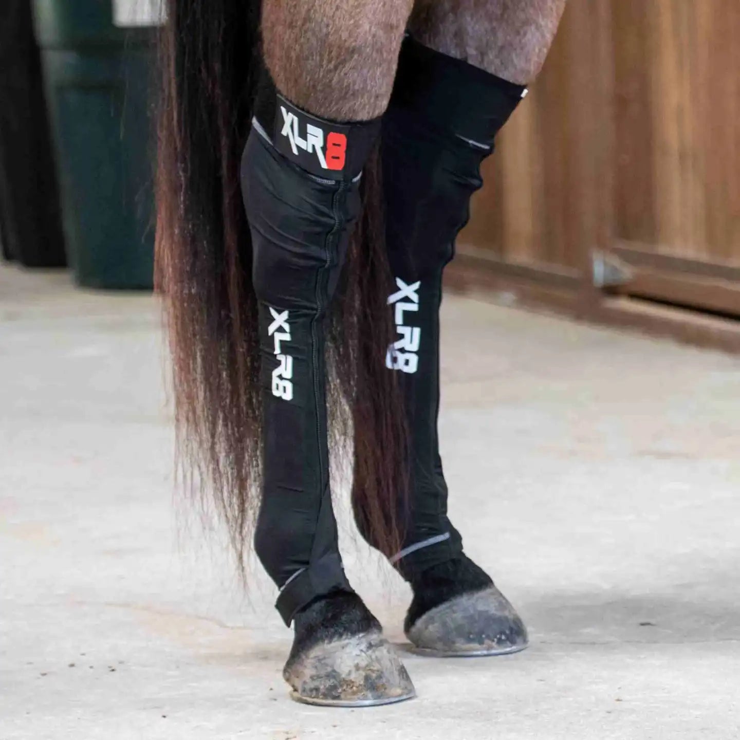 XLR8 Equine Therapy