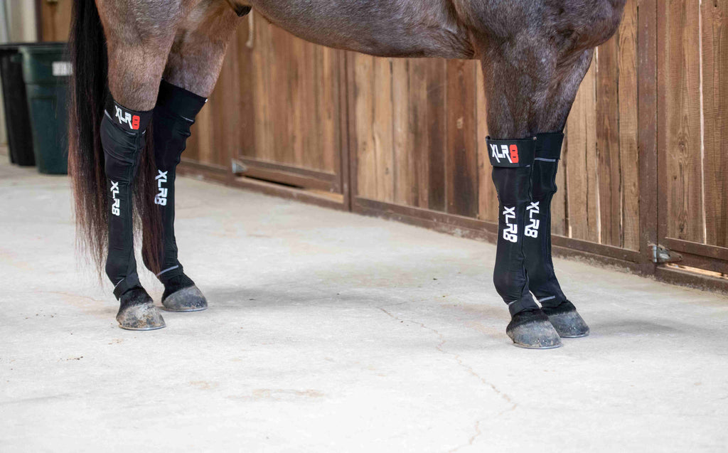 XLR8 Equine G-Force boots. Close view of horse standing in front and hind bioceramic, compression, far-infrared, copper socks for horses. 